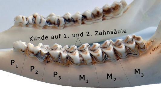 Abb.: Rehwild - Unterkiefer 3 bis 4 Jahre alt