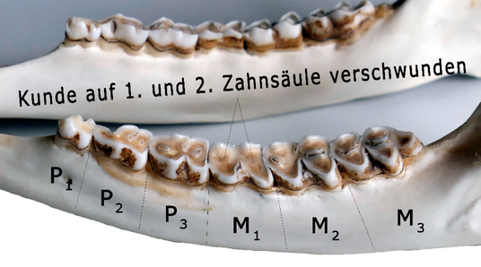 Abb.: Rehwild - Unterkiefer 6 bis 7 jahre alt