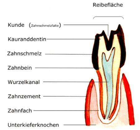 Abb.: Aufbau eines Molars