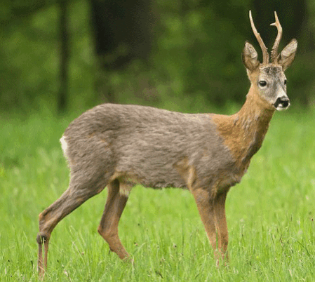 Abb.: Rehbock im Haarwechsel (Frühjahr)