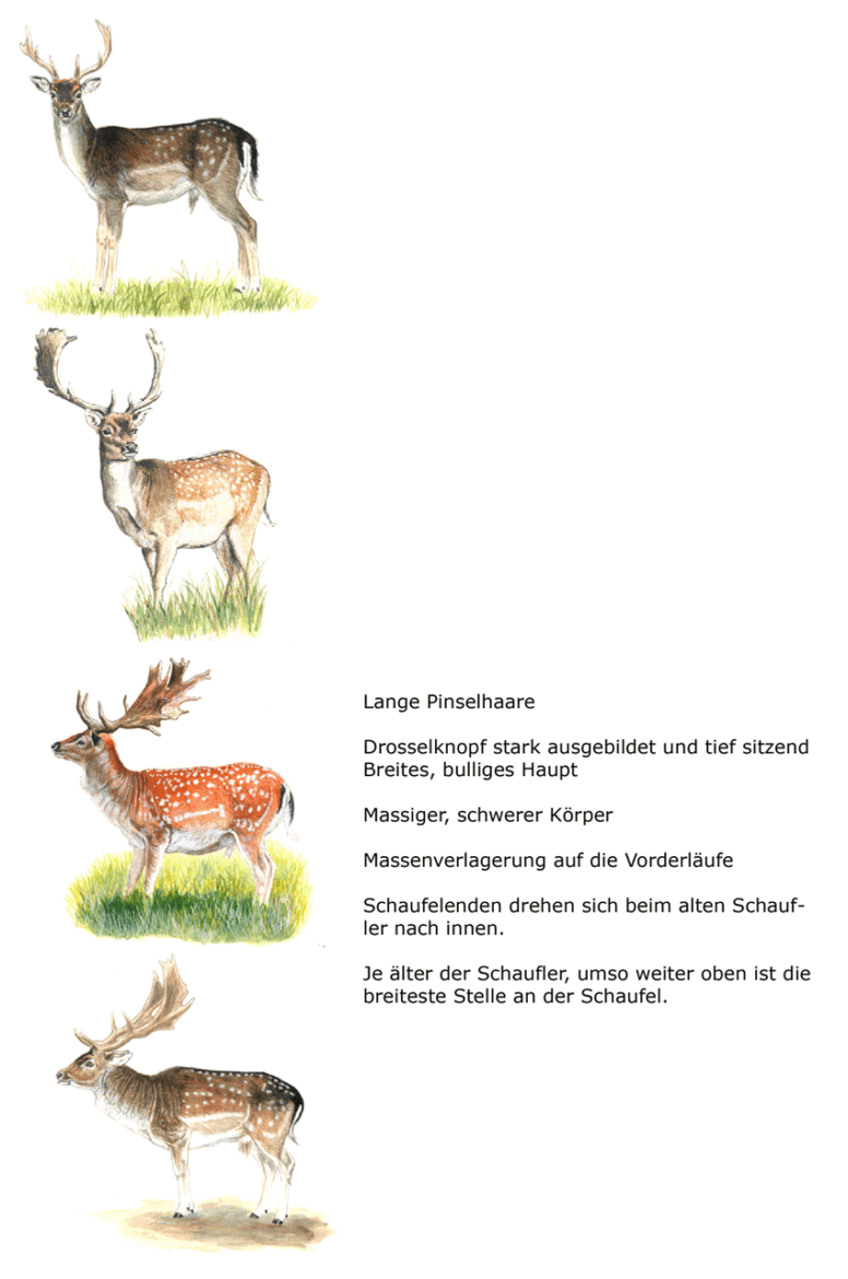 Abb.: Ansprechen von Damhirschen unterschiedlicher AK