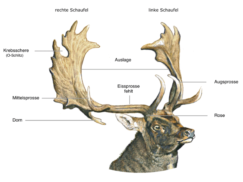 Abb.: Damhirsch - Geweih
