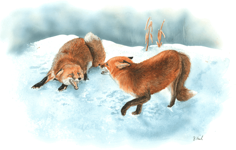 Abb.: Fuchs - Ranzzeit