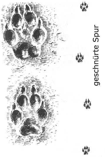 Abb.: Fuchsspur (geschnürt)
