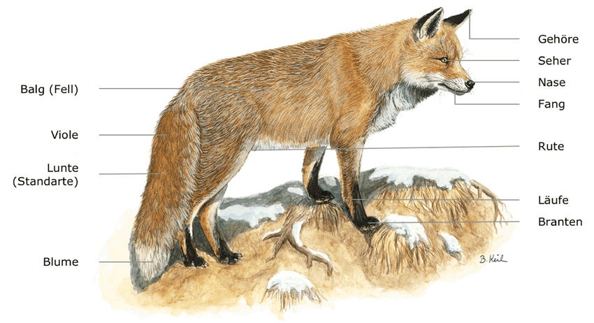Abb.: Fuchs - Weidmannssprache