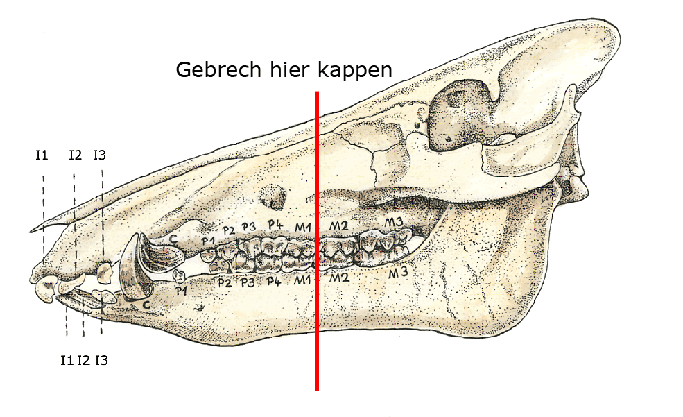 Kappschnitt am Schwarzwildhaupt zur Gewinnung der Waffen
