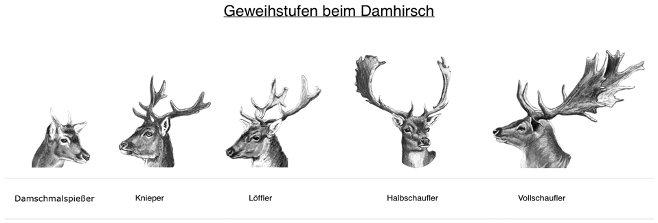 Abb.: Damhirsche - Geweihstufen