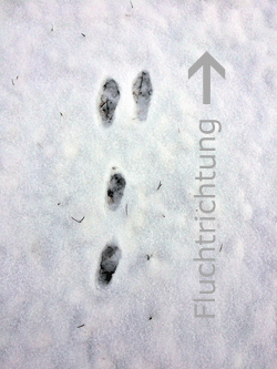 Abb.: Hasenspur im Schnee