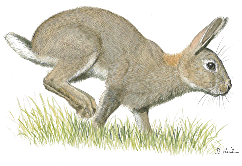 Abb.: Wildkaninchen