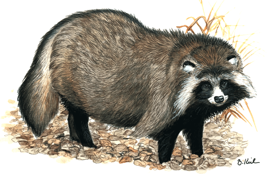 Abb.: Marderhund (Enok)