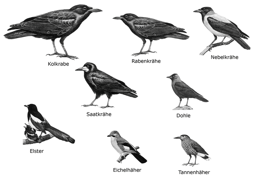 Abb.: Heimische Rabenvögel