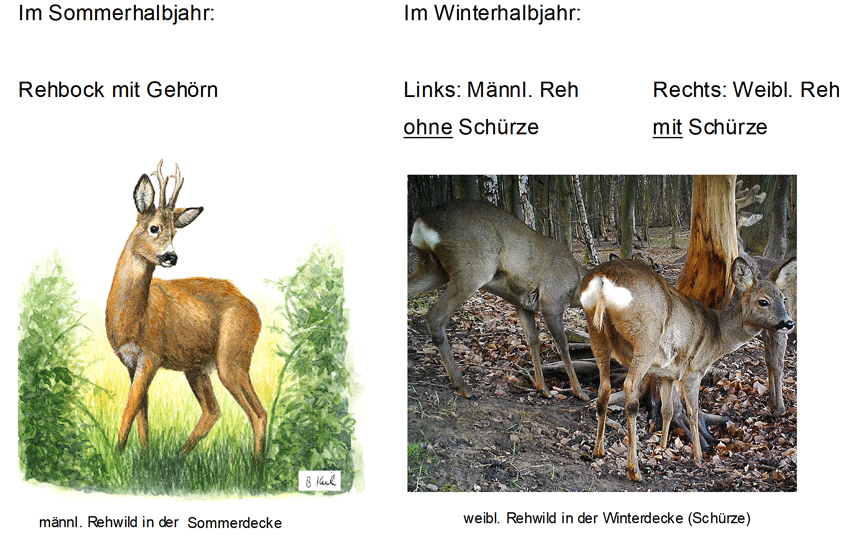 Abb.: Rehwild - Unterscheidung Sommer - Winter
