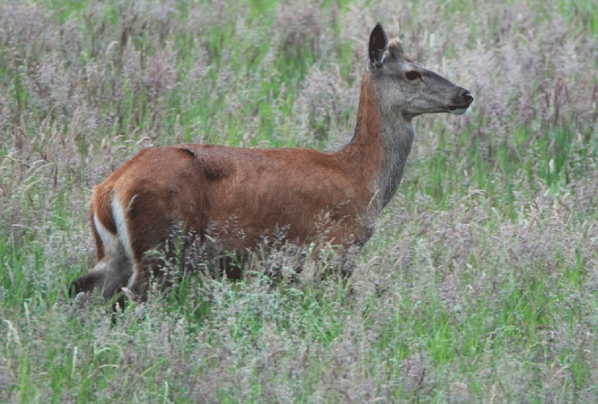 Abb.: Schmalspießer /AK 1, Jagdzeit: 16.04. - 31.01.; fegen im September)