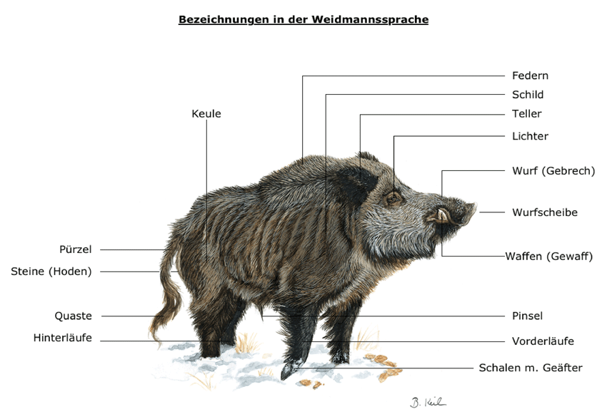 Abb.: Schwarzwild -Weidmannssprache