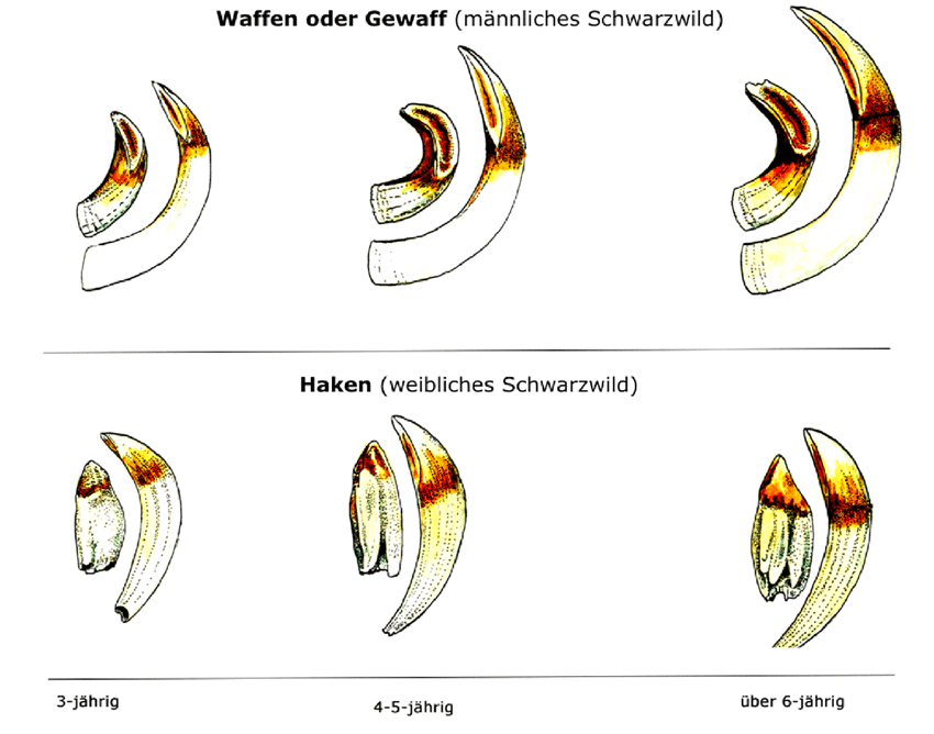 Abb.: Schwarzwild - Waffen und Haken