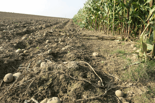 Abb.: Schwarzwild - beträchtlicher Wildschaden im Maisfeld