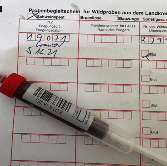 Abb.: Schweißprobe zur Untersuchung auf KSP/ASP