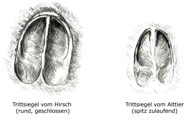Abb.: Trittsiegel (Hirsch - Alttier)