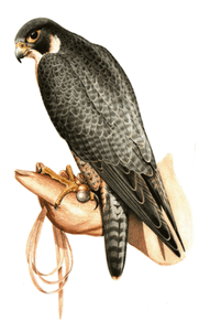 Abb.: Wanderfalke