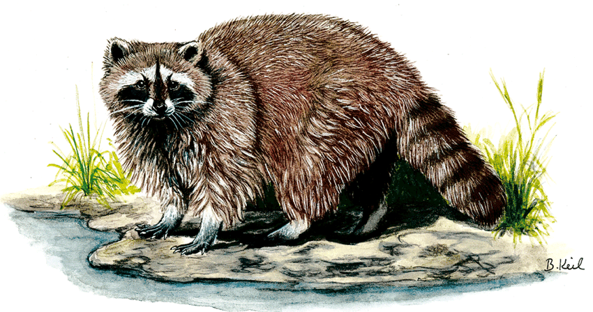 Abb.: Waschbär