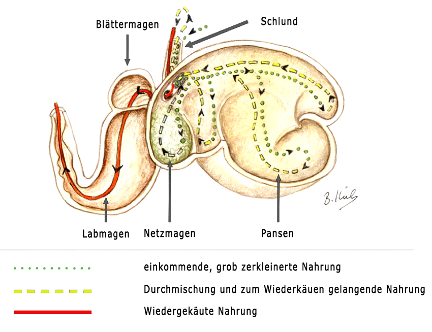 Abb.: Wiederkäuermagen (Pansen)