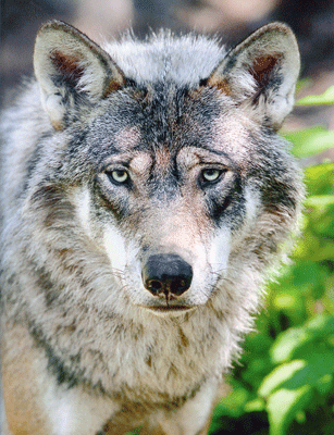 Abb.: Wolf (Canius lupus)