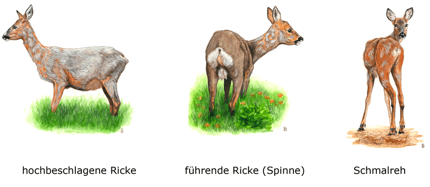 Abb.: Rehwild - Unterscheidung Ricke/Schmalreh